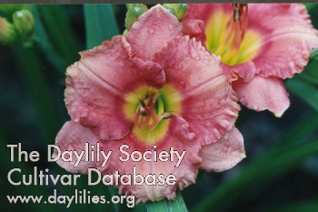 Daylily Broadway Pink Delight